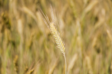 The rye crop on the field