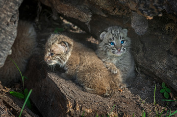 Bobcat Kittens (Lynx rufus) Turn in Log