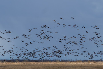 Spring migration of birds