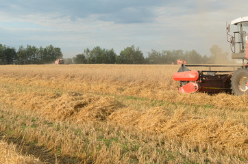 Obraz premium Harvesting of bread by harvesters - harvesting.