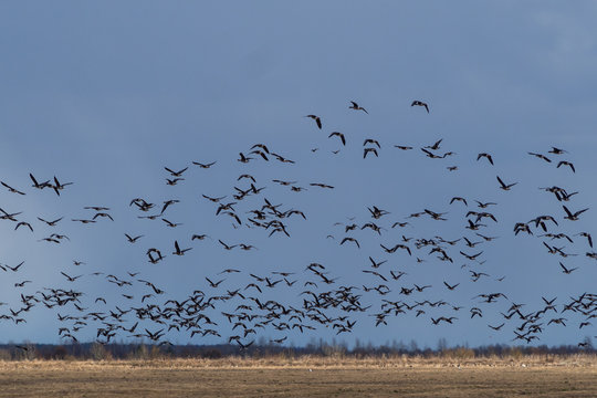 Spring migration of birds