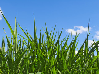 Green grass on the sky background