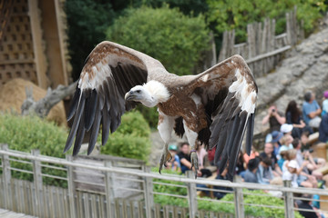 spectacle de rapaces