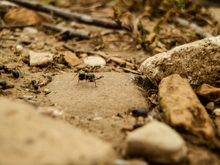 Dramatic shot of large working Ants