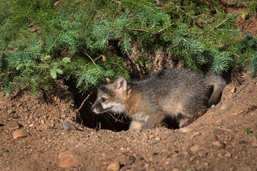 Grey Fox Kit (Urocyon cinereoargenteus) in Hole