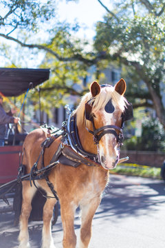 Carriage Horse In Charleston, South Carolina