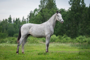 Fototapeta na wymiar Young gray horse in summer