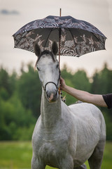 Funny horse under umbrella