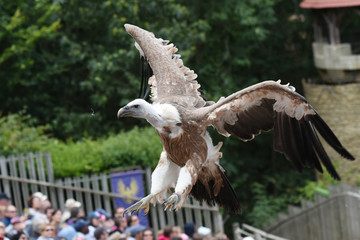 spectacle de rapaces