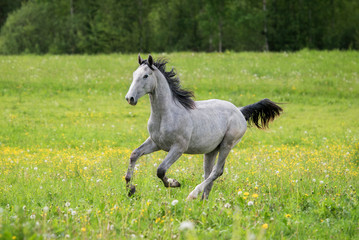Gray horse running on the field with flowers