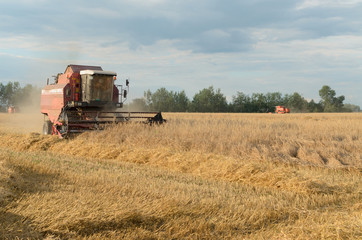Harvesting of bread by harvesters - harvesting.