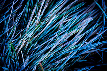 Fototapeta premium frozen green grass