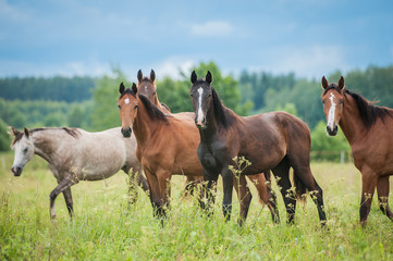 Gruppe junger Pferde auf der Weide im Sommer