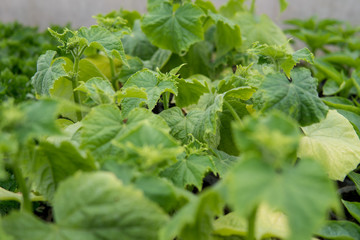 cucumber leafs detail