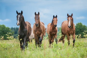 Group of young horses on the pasture in summer