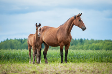 Naklejka na ściany i meble Little foal with a mare on the field in summer