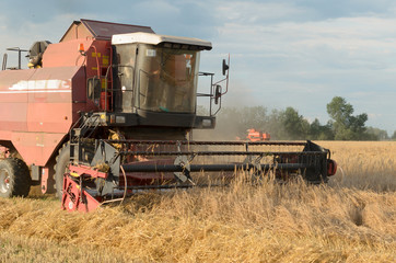 Fototapeta na wymiar Harvesting of bread by harvesters - harvesting.
