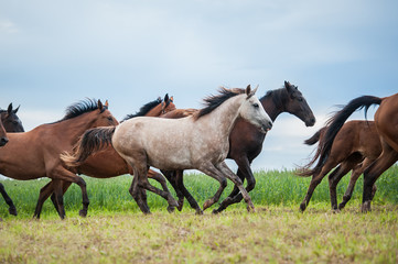 Beautiful arabian horse running in the middle of the herd