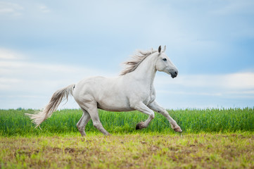 Beautiful gray horse running on the pasture
