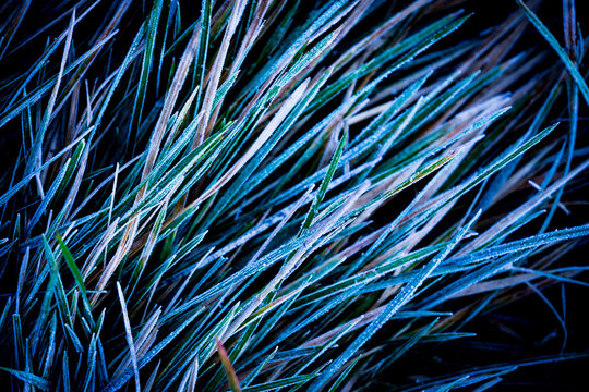 frozen green grass