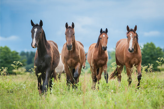 Fototapeta Group of young horses on the pasture in summer