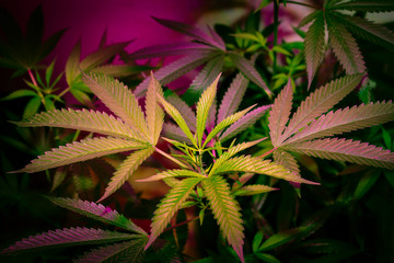Naklejka na ściany i meble Medical Marijuana Indoor Grow California Cannabis Plant.