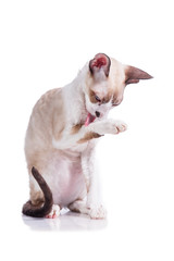 Cornish rex kitten washing up isolated on white