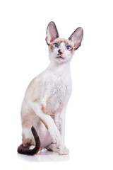 Cornish rex kitten sitting isolated on white