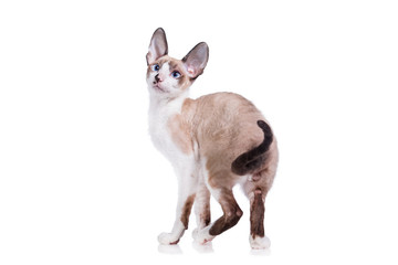 Cornish rex kitten isolated on white