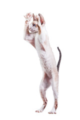 Funny cornish rex kitten playing isolated on white