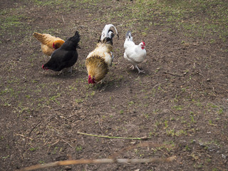 Rooster and chickens in a field eating.
