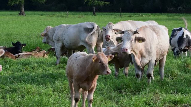 K&uuml;he auf einer Weide im Spreewald