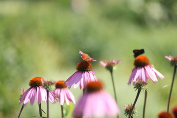 бабочки павлиний глаз на цветах ромашки 