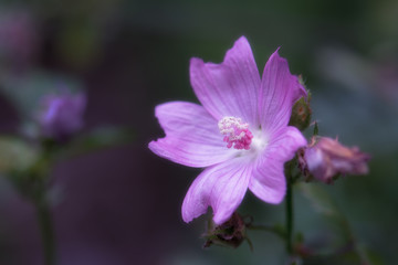 Obraz premium Fleur sauvage