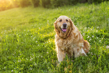 old golden retriever dog