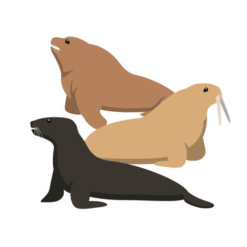 Sea cat and sea lion, flat vector illustration