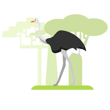 Going ostrich, flat image on white background