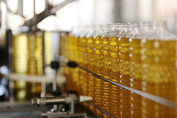 Sunflower oil. Line for the production and bottling of refined oil from sunflower seeds. Conveyor...