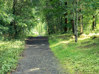 Fototapeta premium summer countryroad,Northern Ireland