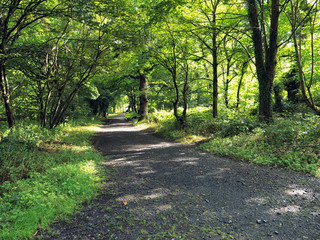  summer countryroad,Northern Ireland