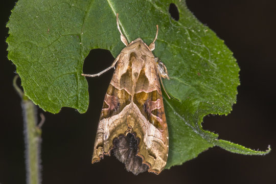 Achateule (Phlogophora meticulosa)