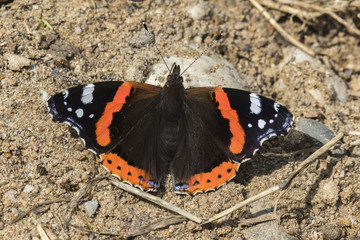 Admiral (Vanessa atalanta)