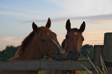 Two horses at evening