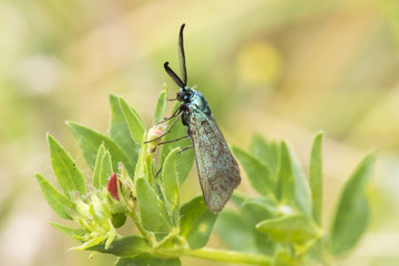 Ampfer-Grünwidderchen (Adscita statices)