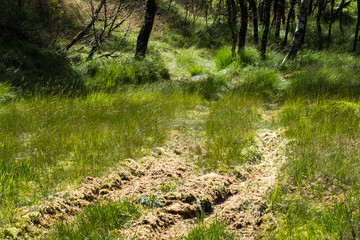 Marsh with wheel tracks, trees and peatland at summer time