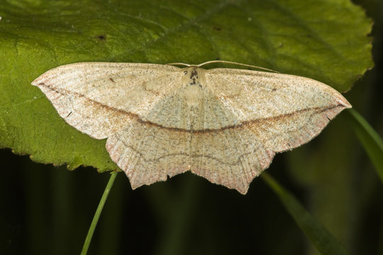 Ampferspanner (Timandra comae)