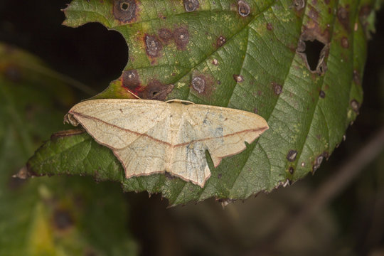 Ampferspanner (Timandra comae)