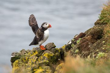 Puffin