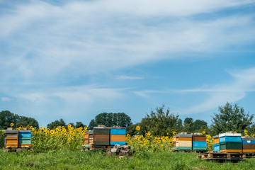 Bienenkästen