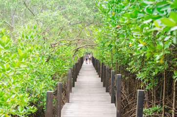 Wooden bridge in the Mangrove forest, Thailand, Rayong, Prasae, Tungprongthong